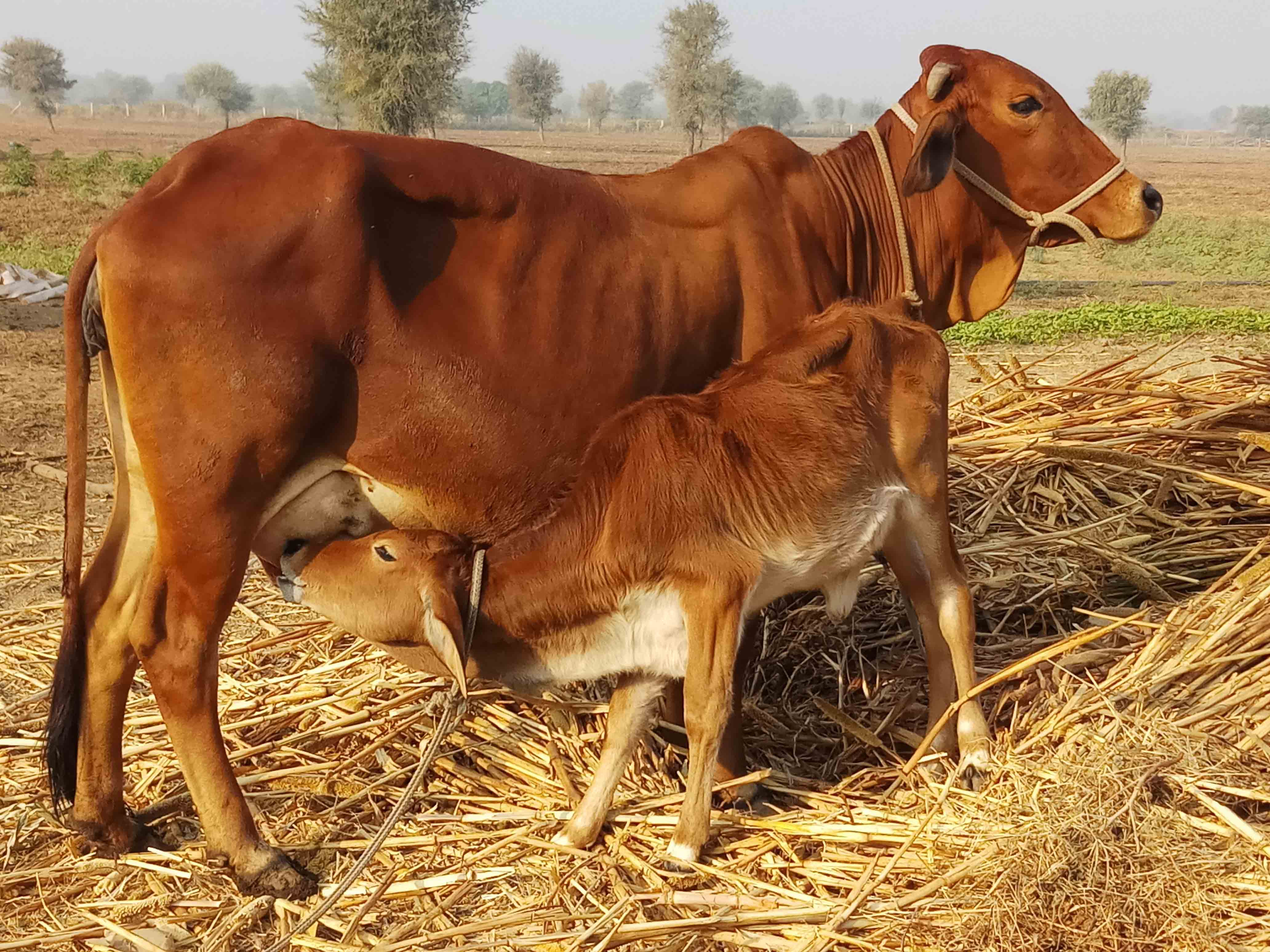 Gurusatta Illustration